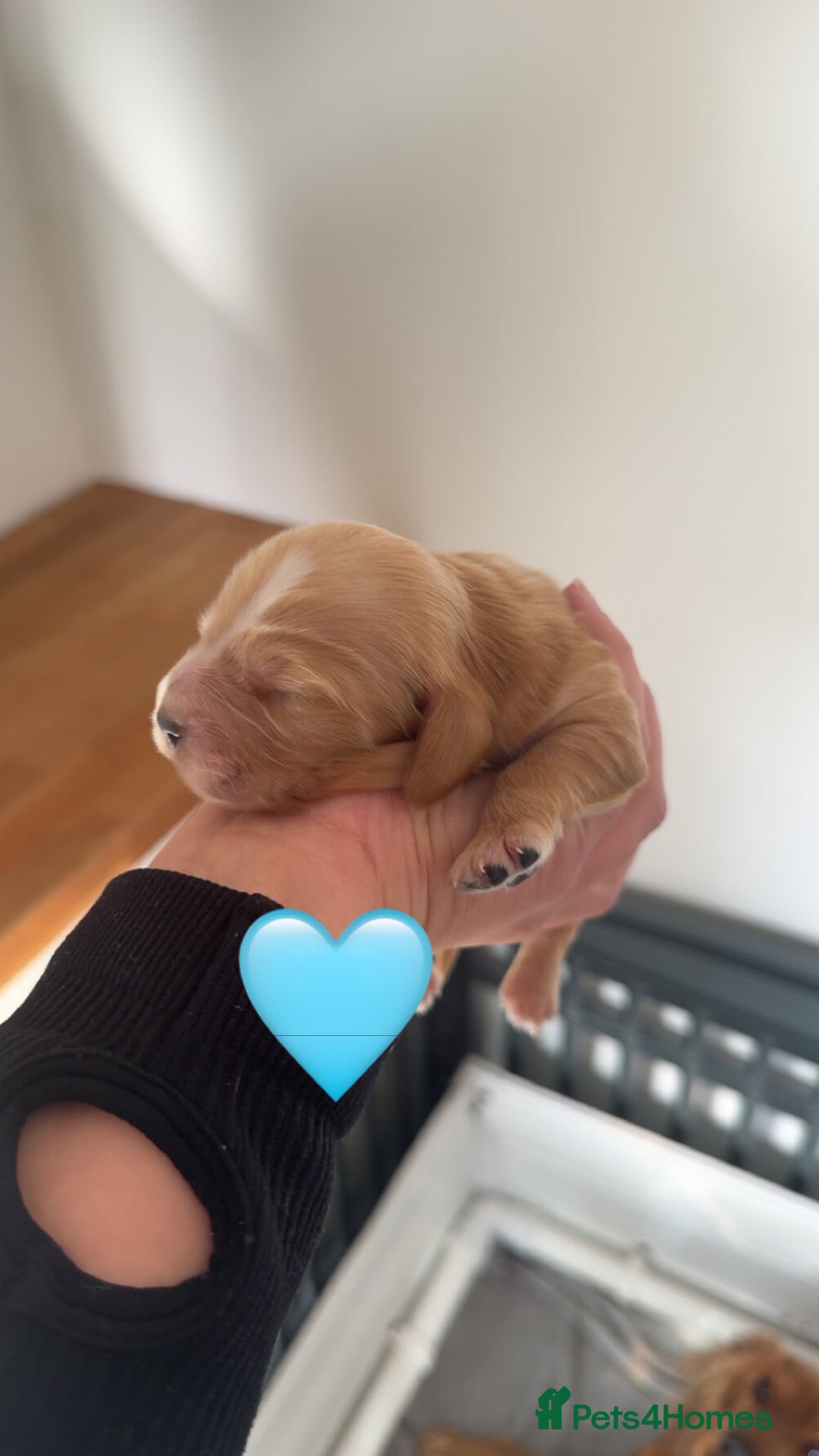 Cocker Spaniel dogs for sale: Stunning KC show cocker spaniels  - Image 29