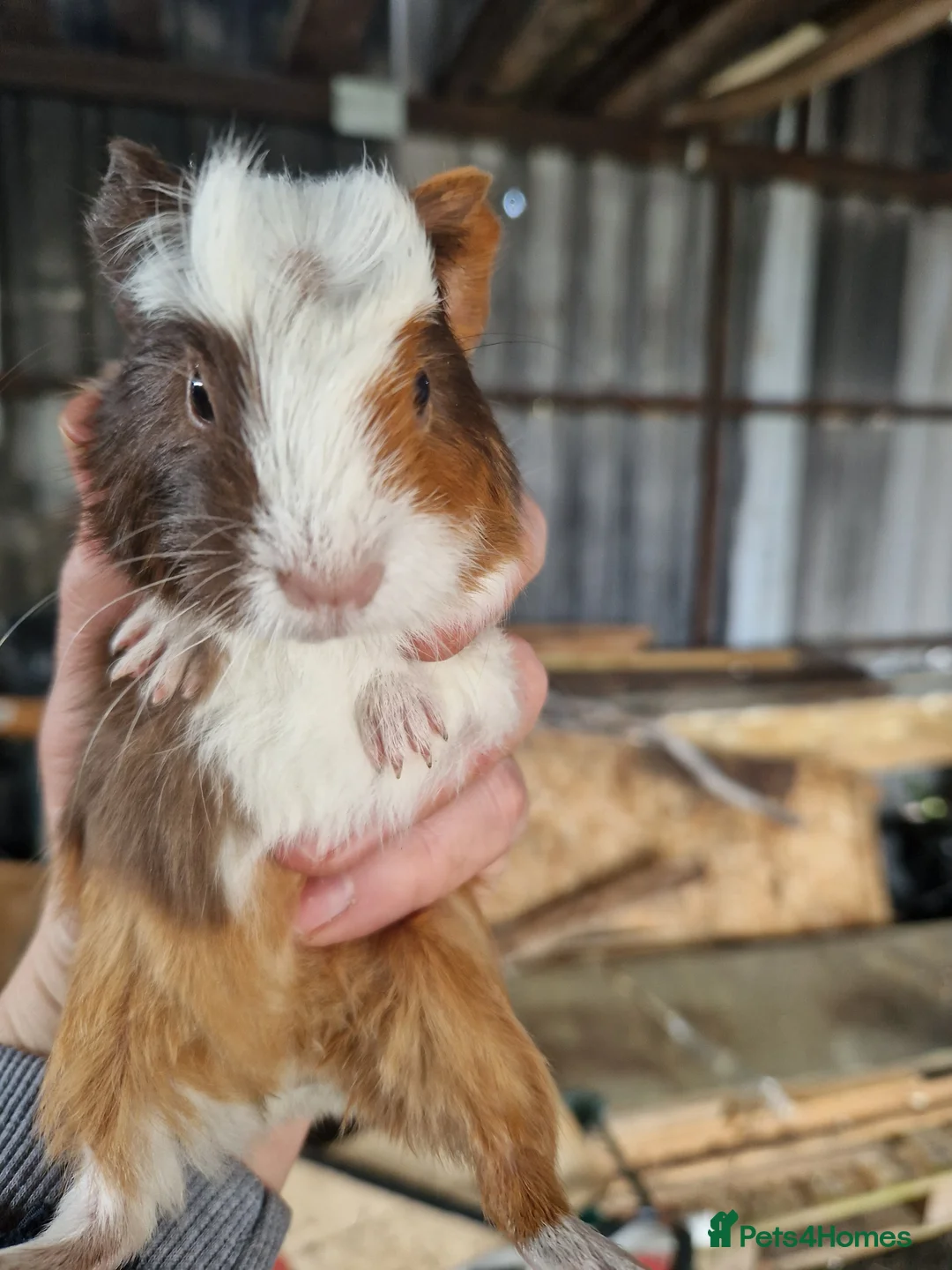 Guinea Pig rodents for sale: Baby Guinea Pigs - Advert 2