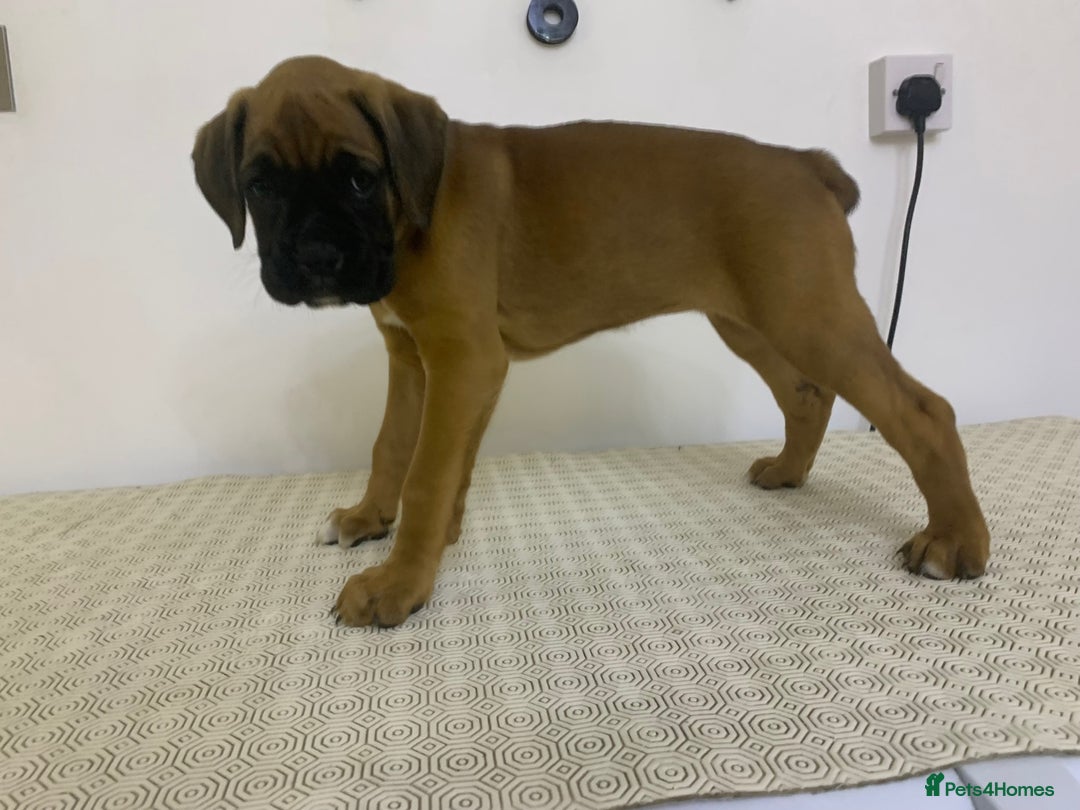 Boxer dogs for sale: Stunning KC Boxer Puppies for Sale - Image 3
