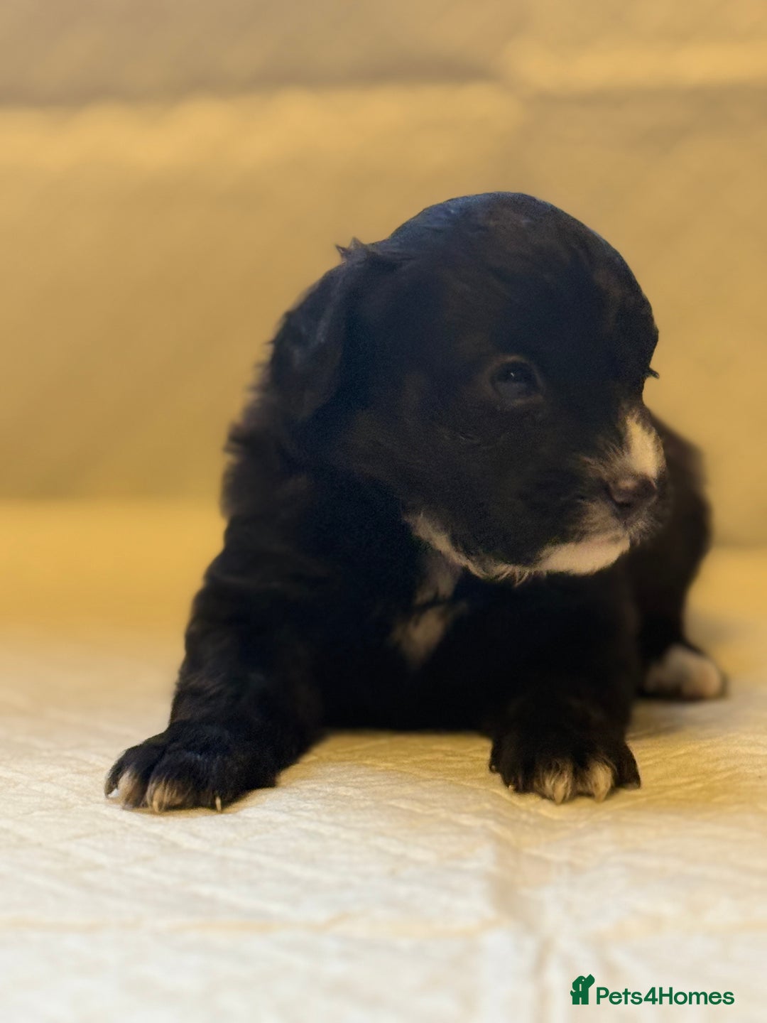 Cockapoo dogs for sale: Cockapoo F2 beautiful puppies  - Image 16