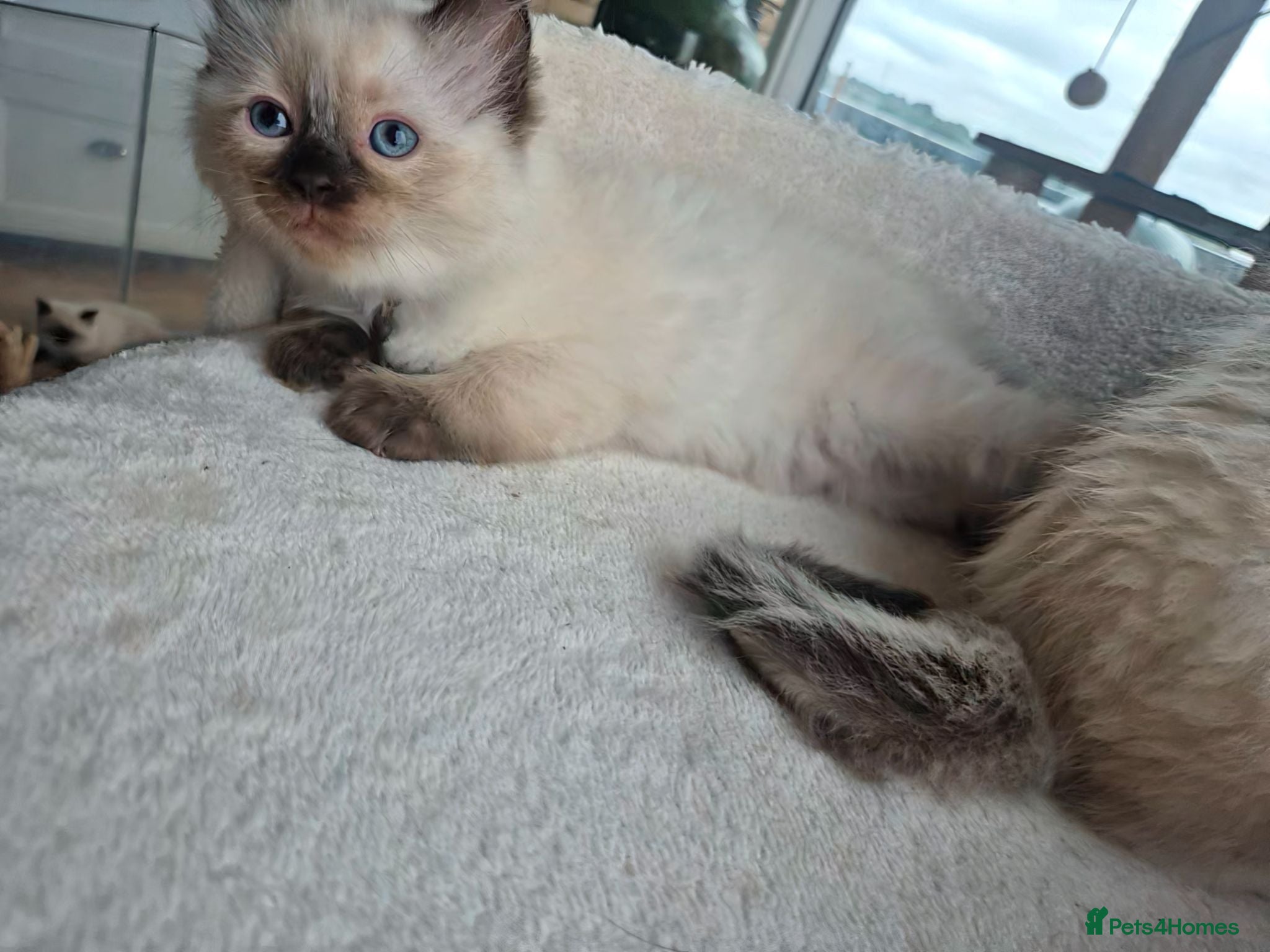 Ragdoll cats Gorgeous ragdolls: gccf and tica registered - Advert 1
