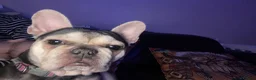 French Bulldog dogs for sale: Lovely Lola  - Advert 5