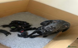 Labrador Retriever dogs for sale: **STUNNING KC LABRADOR PUPPIES**  - Image 1