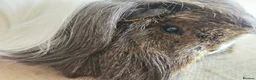 Guinea Pig rodents for sale: Various adult female guinea pig sows - Advert 1