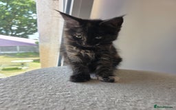 Maine Coon cats for sale: 2 TICA-Registered Maine Coon Kittens Available - Image 17