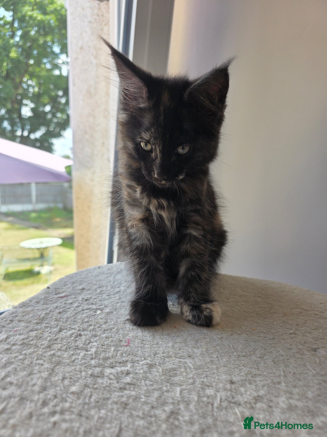 Maine Coon cats for sale: 2 TICA-Registered Maine Coon Kittens Available - Image 17