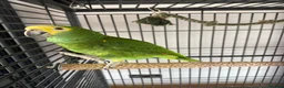 Parrots birds for sale: Blue fronted Amazon Parrot  in Neath - Advert 1