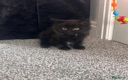 Domestic Shorthair cats for sale: Domestic Longhair for sale  - Image 1