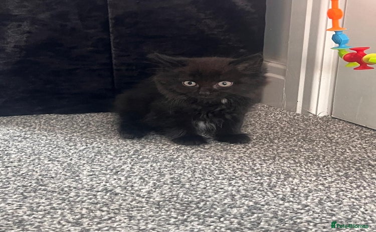 Domestic Shorthair cats for sale - Advert 1