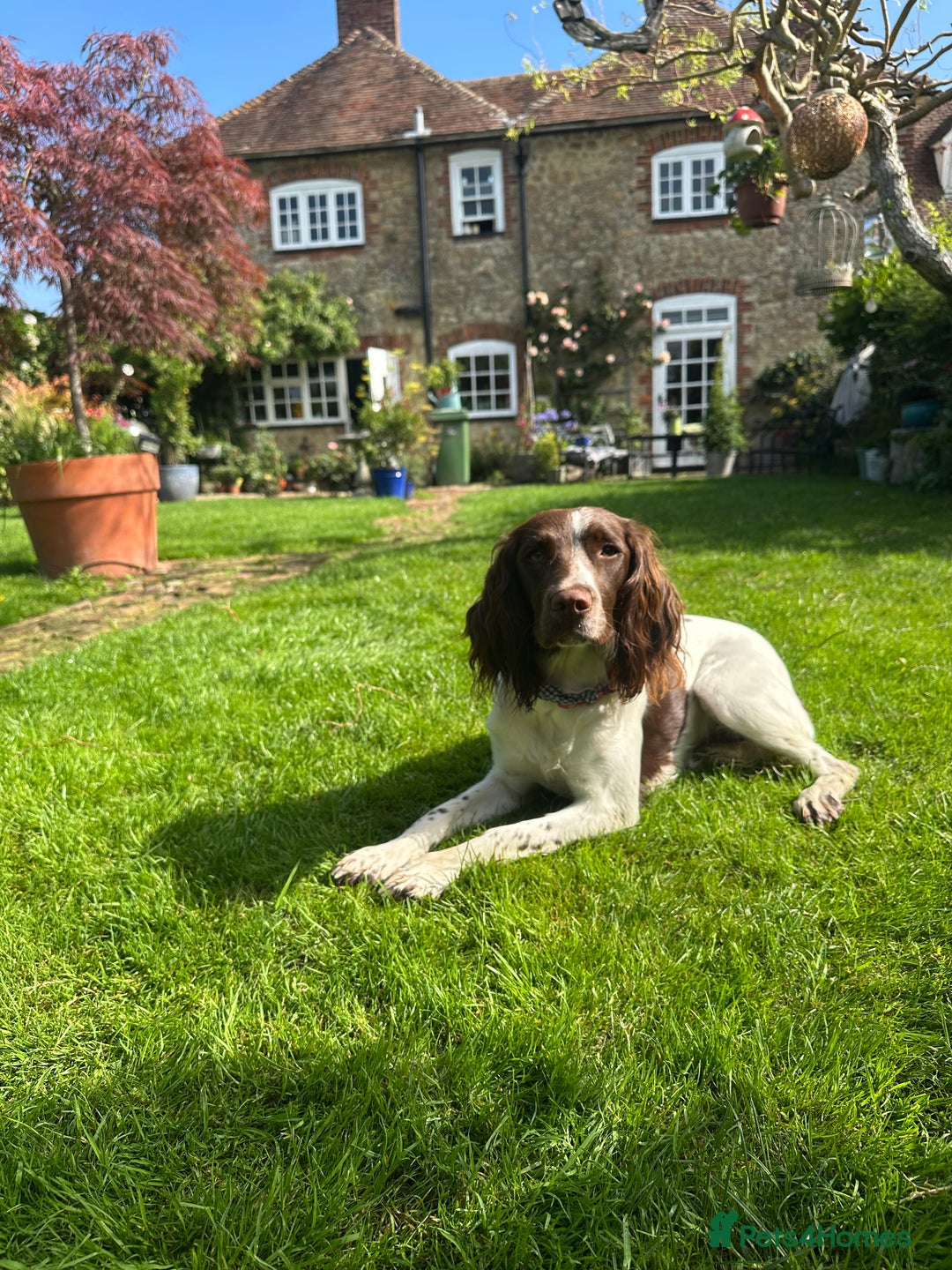 English Springer Spaniel dogs for sale: KC registered Springer Spainel  - Advert 10