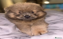 Chow Chow dogs for sale: Merle Chow Chow Pups 🐻 - Image 32