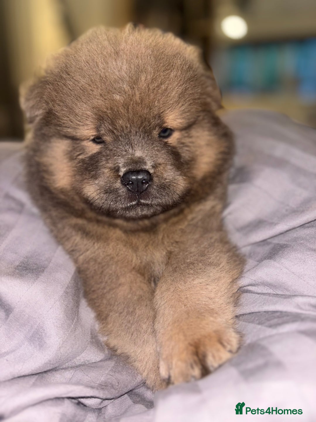 Chow Chow dogs for sale: Merle Chow Chow Pups 🐻 - Image 32