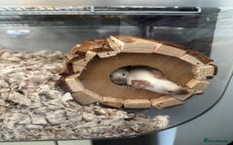 Mouse rodents for sale: 2 female Siamese fancy mice  - Image 1