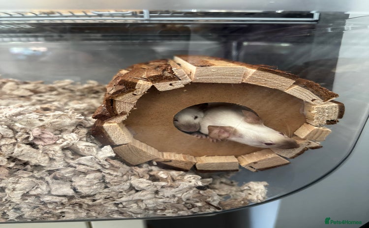 Mouse rodents - Advert 6