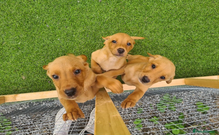Labrador Retriever dogs - Advert 11