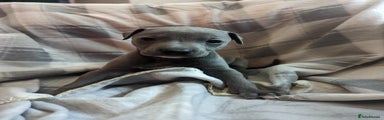 Whippet Puppy 1