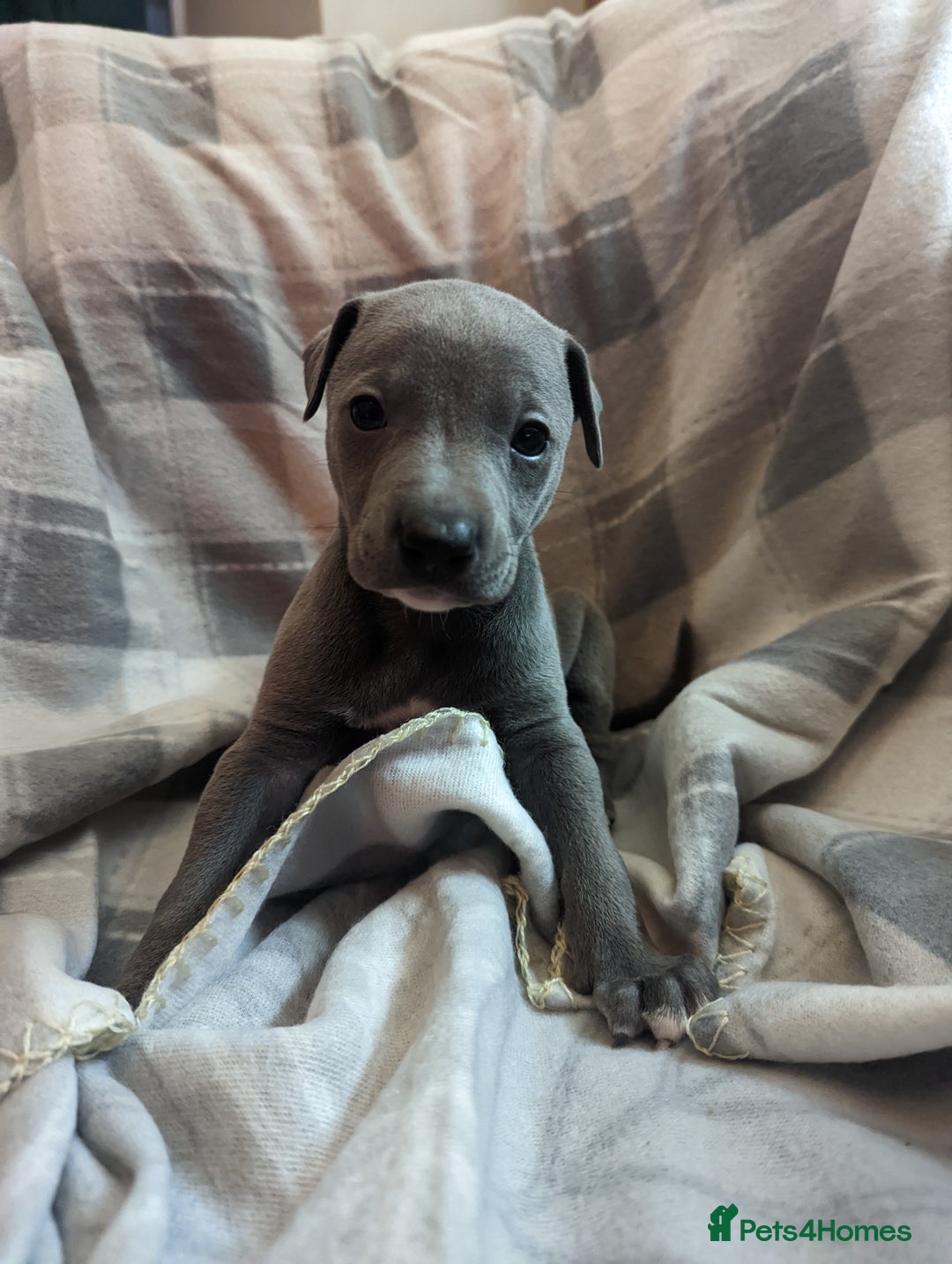 Whippet dogs for sale: Beautiful whippet babies  - Advert 12