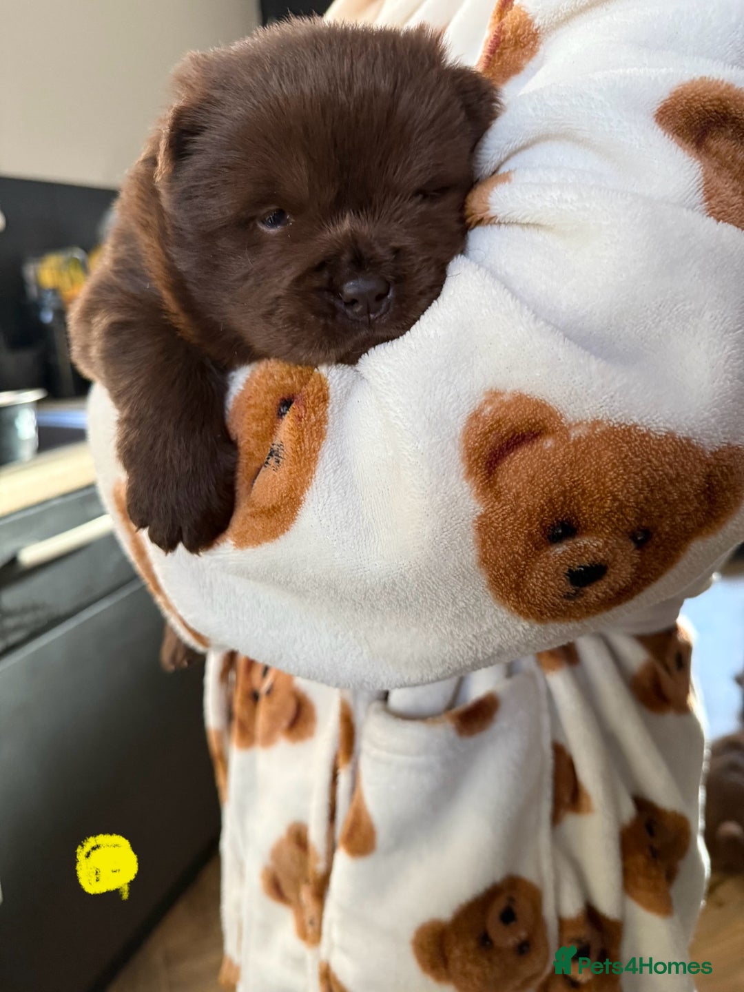 Chow Chow dogs for sale: (READY NOW) Chocolate chow chow female - Advert 5