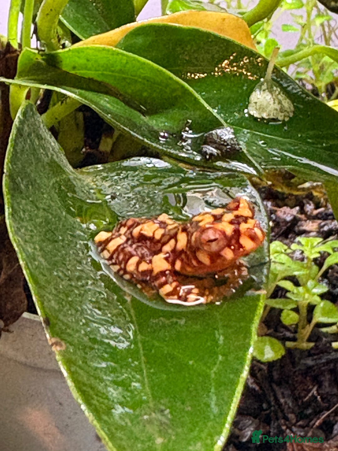 Frog reptiles for sale: Wallace flying frogs for sale - Advert 2