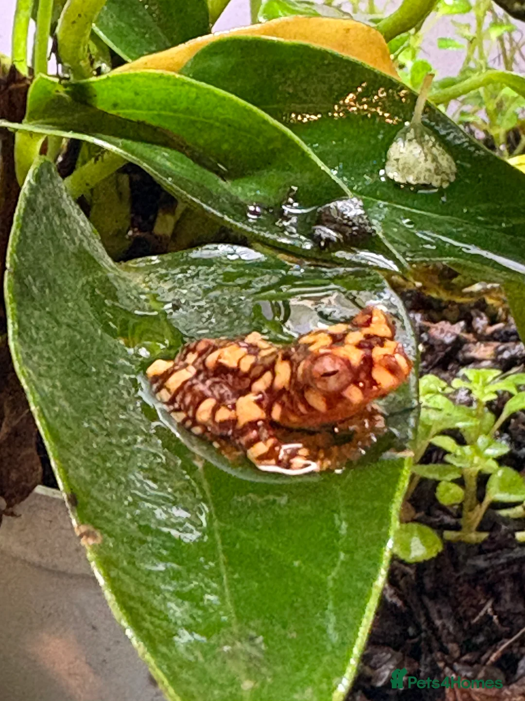 Frog reptiles for sale: Wallace flying frogs for sale - Advert 2