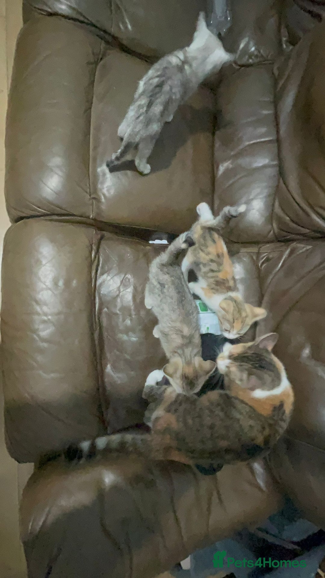 British Shorthair cats for sale: Four cross breed cuties. - Advert 22