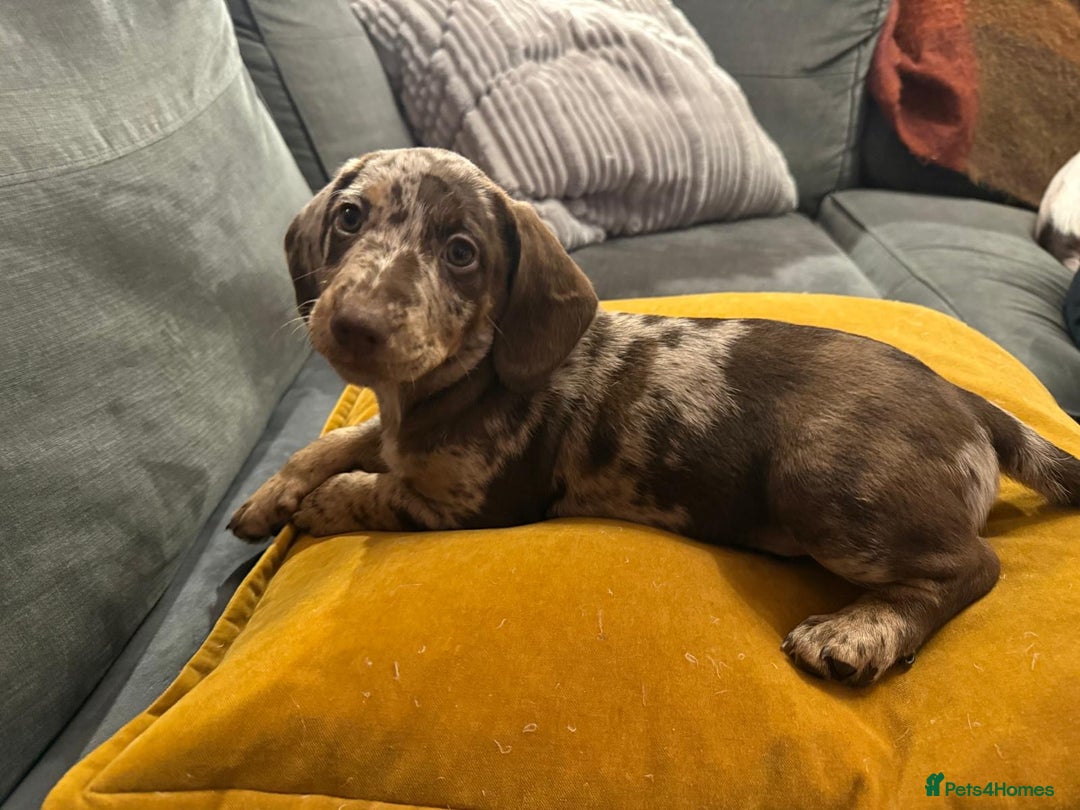 Mixed Breed dogs for sale: Doxie puppies  - Advert 13