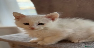 Maine Coon cats - Advert 5
