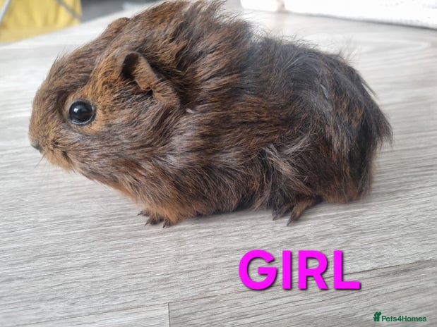 Guinea Pig rodents - Advert 8