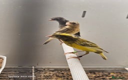 Canaries birds for sale: The Takeley roso canary is here 🙌  - Image 3