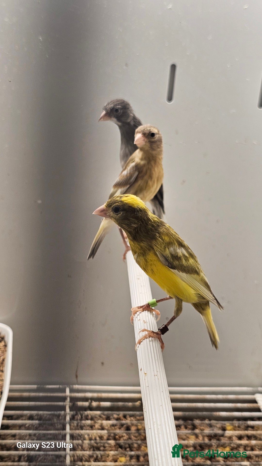 Canaries birds for sale: The Takeley roso canary is here 🙌  - Image 3