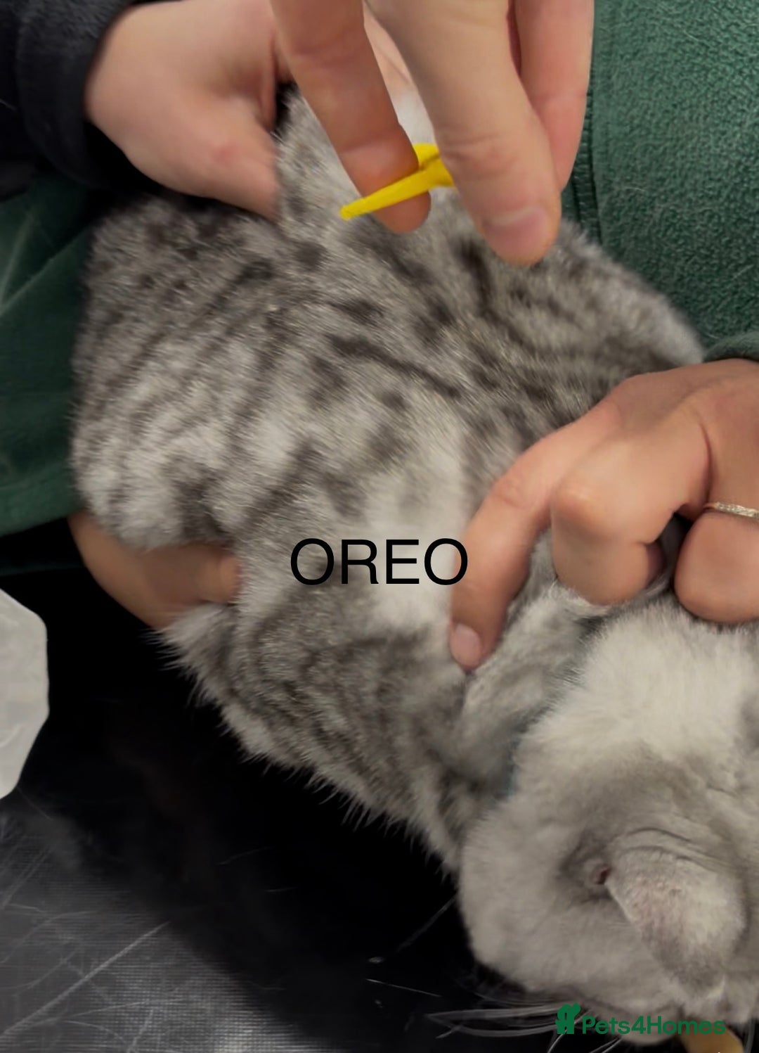 British Shorthair cats for sale: 3 Kittens•Full Pedigree•Champions bloodline•GCCF - Advert 29