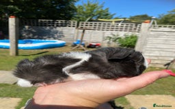 Guinea Pig rodents for sale: Peruvian cross Silkie Longhaired Guineapig Babies - Image 11