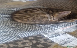 Mixed Breed cats for sale: Mixed breed Kitten (Russian Blue mum) - Image 5