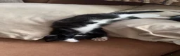 Mixed Breed cats for sale: Mixed breed black and white kittens - Advert 8
