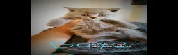British Shorthair cats for sale: Beautiful British shorthair kittens in Coventry - Advert 4