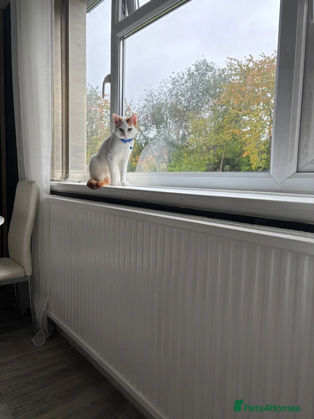 Mixed Breed cats for adoption: 11 Month Old White & Orange Tabby Cat in Manchester - Advert 4