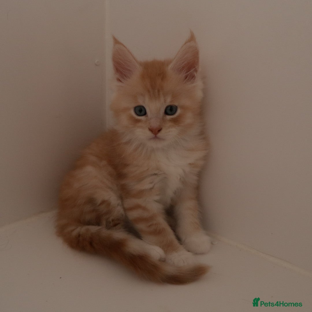 Maine Coon cats Stunning Maine Coon Kittens Red & Tortie Babies - Advert 10
