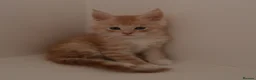 Maine Coon cats for sale: TICA Reg Maine Coon Kittens Red & Tortie Babies - Advert 12