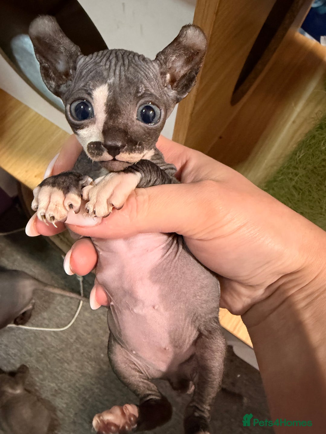 Sphynx cats for sale: Beautiful Sphynx and Elf kittens 🐾🩵🩷 - Advert 18