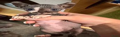 Sphynx Kitten 3, reserved