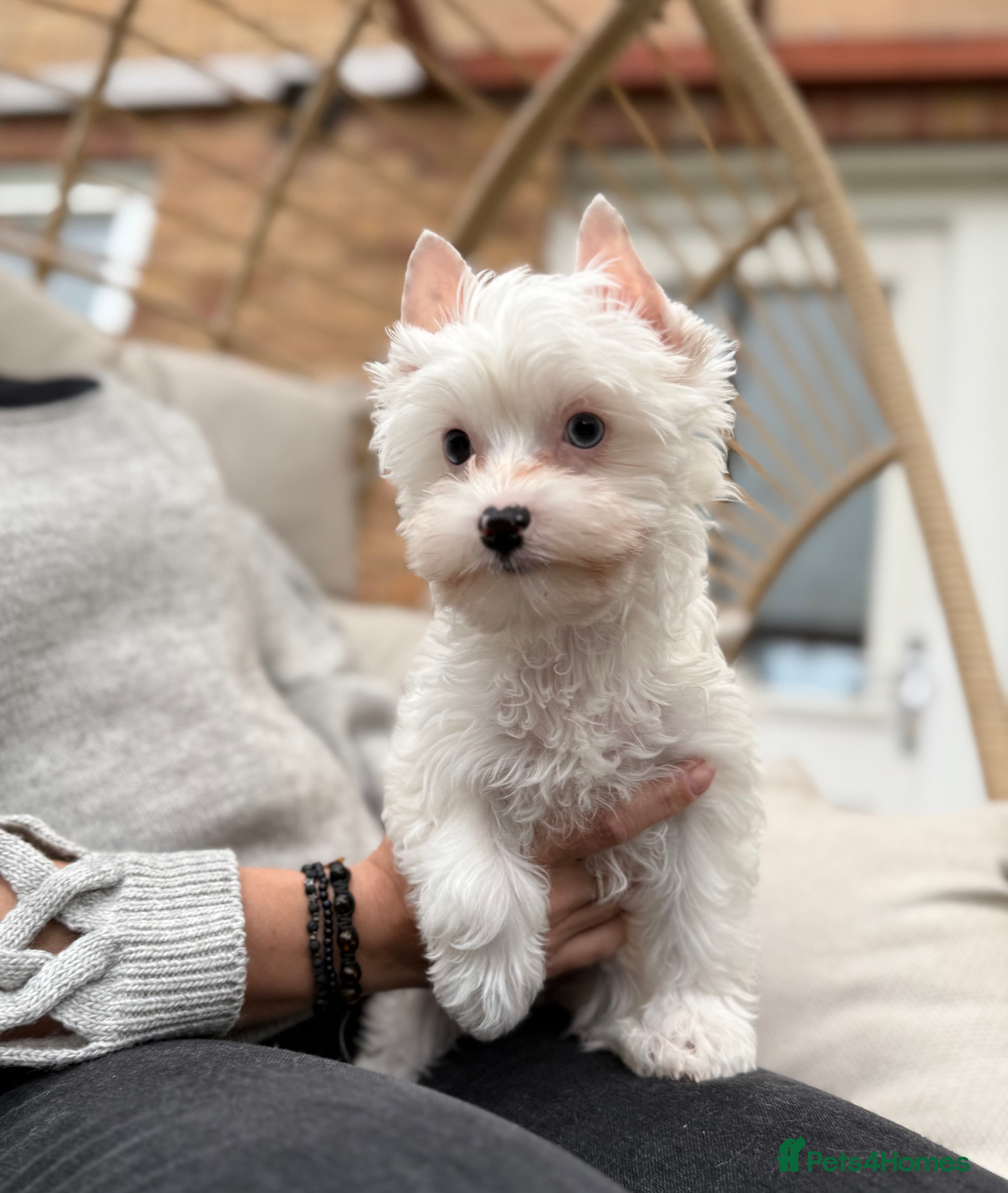 Yorkshire Terrier dogs Yorkie Puppies - Ready to Steal Your Hear! ✨🐾 - Advert 2