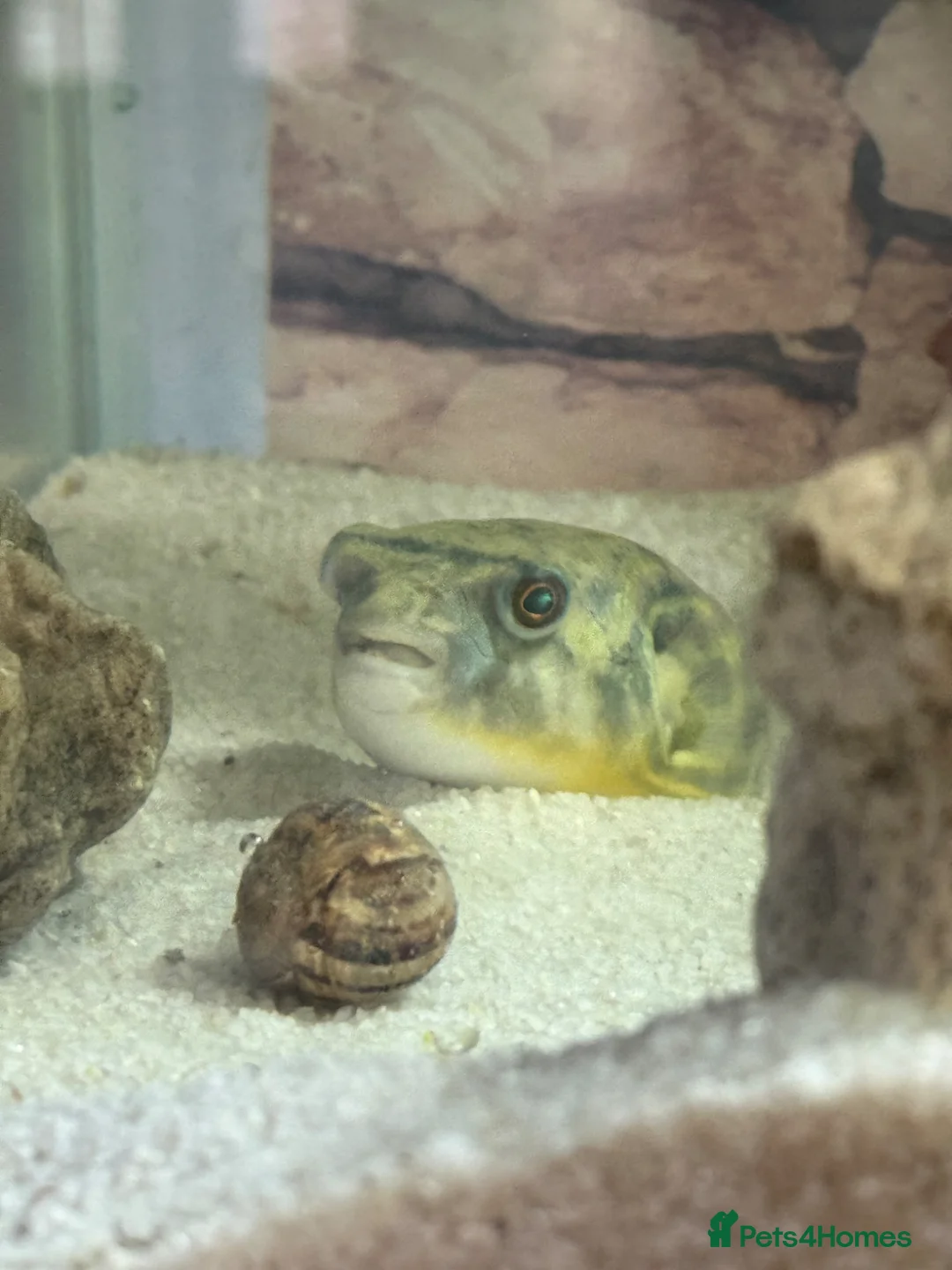 Pufferfish fish for sale: Fahaka puffer fish  - Advert 1