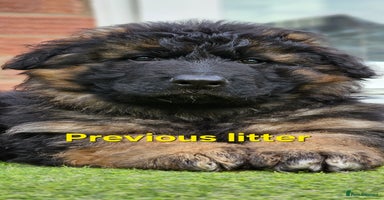 German Shepherd dogs - Advert 12