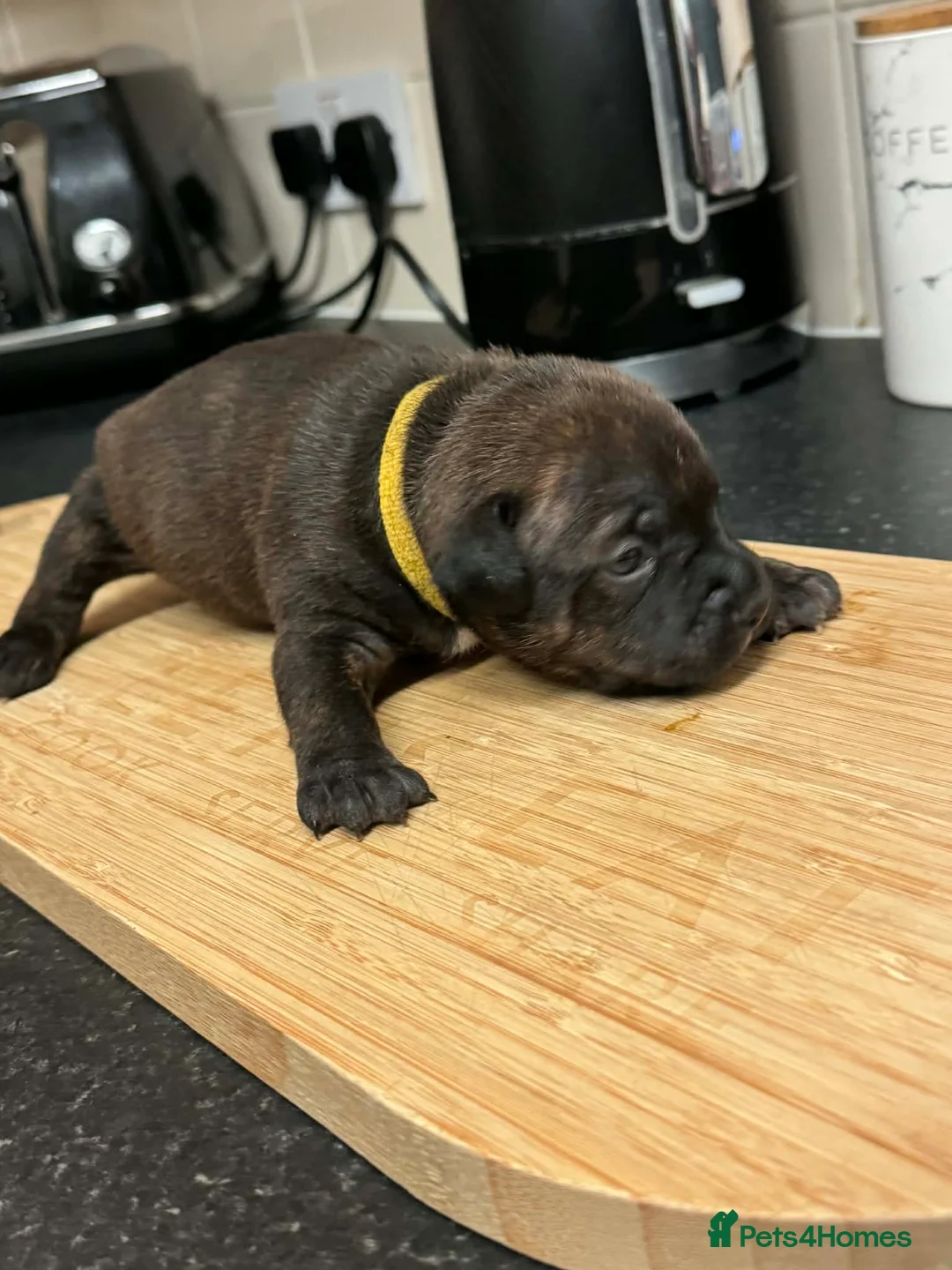 Staffordshire Bull Terrier dogs for sale: BRINDLE & WHITE STAFFORDSHIRE BULL TERRIER  - Advert 3