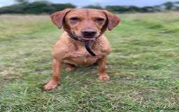 Labrador Retriever dogs for sale: Indie fox red Labrador  - Image 3