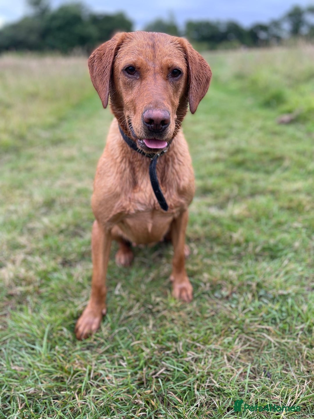 Labrador Retriever dogs for sale: Indie fox red Labrador  - Image 3