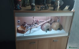 Python Snake reptiles for sale: Banana pinstripe royal python and a  corn snake   in Walsall - Image 7