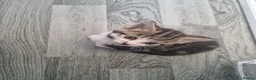 Mixed Breed cats for sale: Six beautiful mainecoon cross kittens - Advert 7