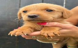 Labrador Retriever dogs for sale: Beautiful fox red Labrador pups - Image 12