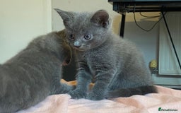 Russian Blue cats for sale: Russian blue kittens  - Image 7